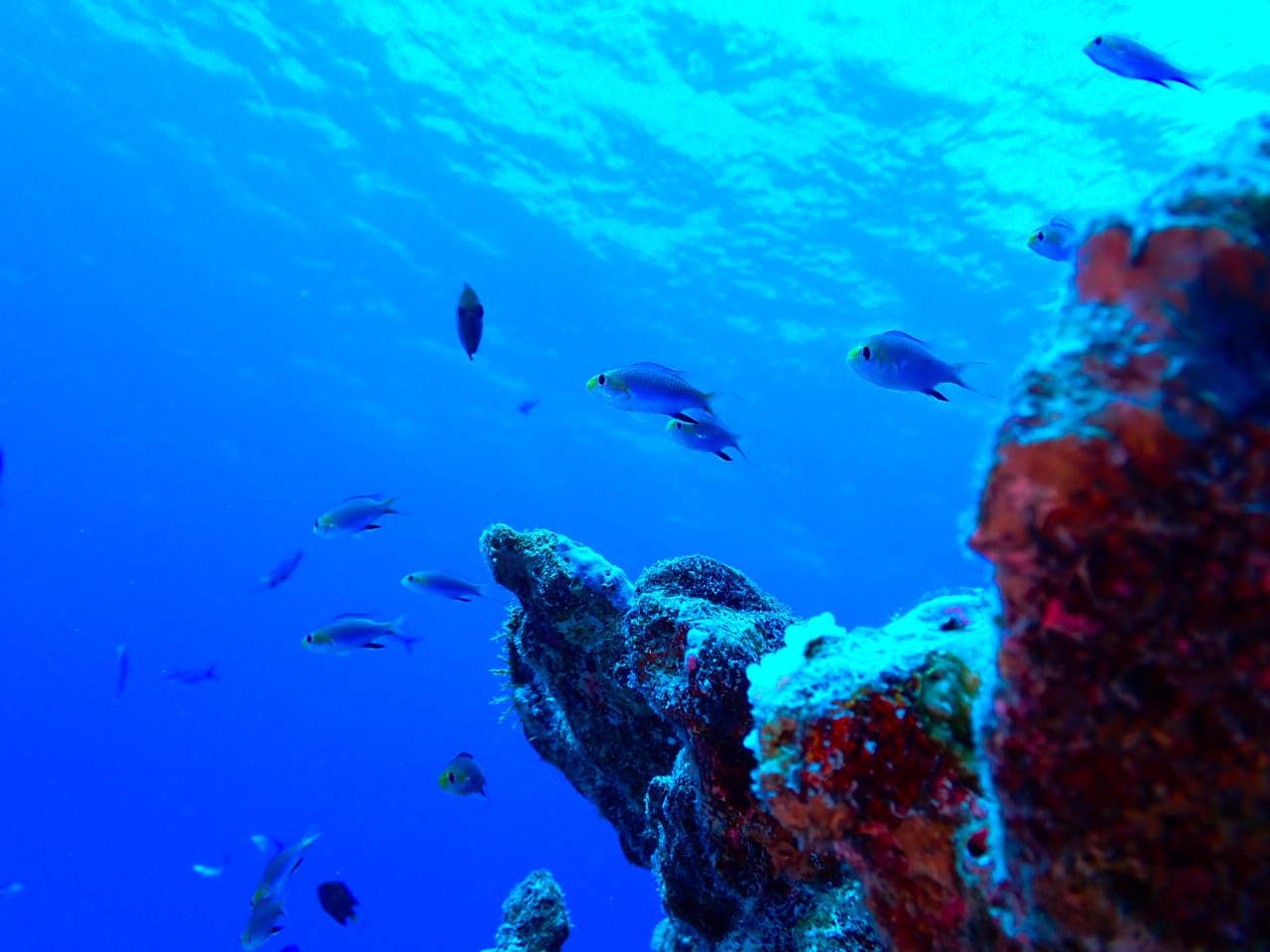 可愛いお魚ご紹介 Diving Shop Aqua Gate Saipan